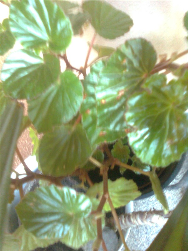 begonia5